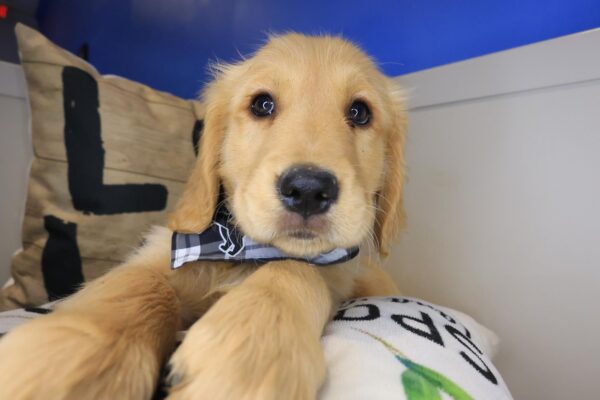 Taco Golden Retriever 01