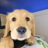 Taco Golden Retriever 02