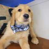 Taco Golden Retriever 03