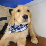 Taco Golden Retriever 04