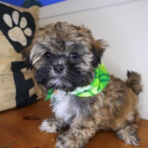 Theo Shihpoo 01 Theo Shihpoo 01