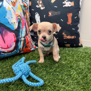 Thistle Chihuahua 01 Thistle Chihuahua 01