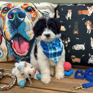 Thor Aussiedoodle 01 Thor Aussiedoodle 01