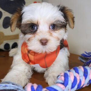 Thor Morkie 01
