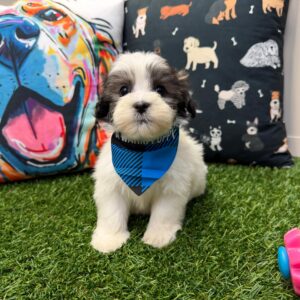 Thumper Havachon 01 Thumper Havachon 01