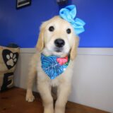 Tinks Golden Retriever 01