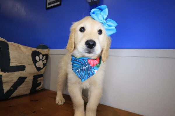 Tinks Golden Retriever 01