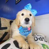 Tinks Golden Retriever 02