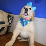 Tinks Golden Retriever 03