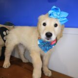 Tinks Golden Retriever 04