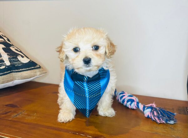 Titan Maltipoo 01