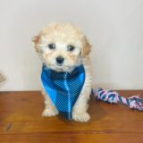 Titan Maltipoo 02