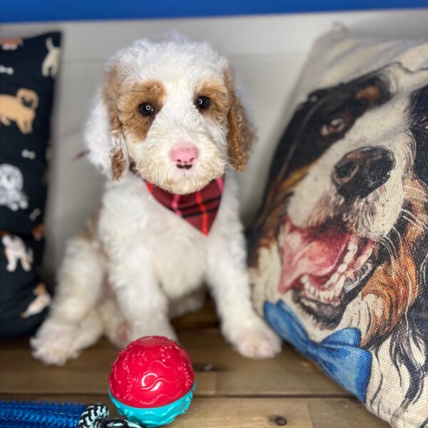 Tito Sheepadoodle 01