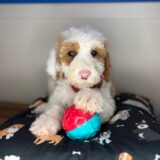 Tito Sheepadoodle 02