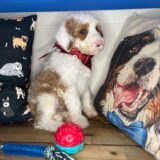 Tito Sheepadoodle 03