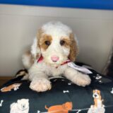 Tito Sheepadoodle 04