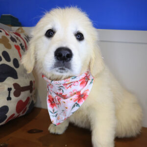 Toffee Golden Retriever 01 Toffee Golden Retriever 01