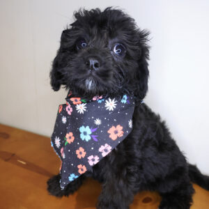 Tootie Cavapoo 01 Tootie Cavapoo 01