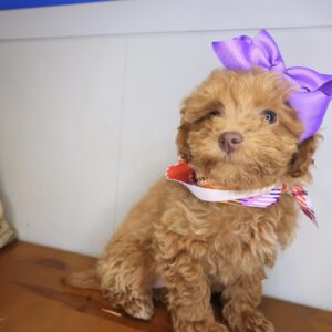 Tova Maltipoo 01 Tova Maltipoo 01