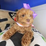 Tova Maltipoo 02