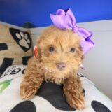 Tova Maltipoo 03