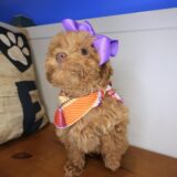 Tova Maltipoo 04