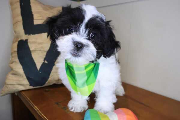 Travis Teddy Bear 01