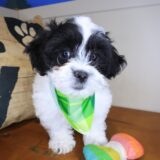 Travis Teddy Bear 02