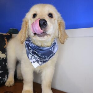 Tumble Golden Retriever 01 Tumble Golden Retriever 01
