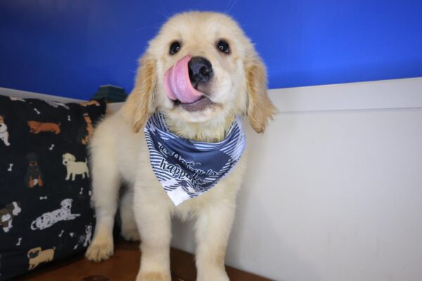Tumble Golden Retriever 01