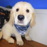 Tumble Golden Retriever 02