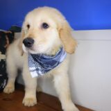 Tumble Golden Retriever 04