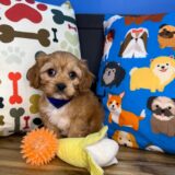 Vincent Cavapoo 01