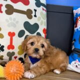 Vincent Cavapoo 02