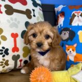 Vincent Cavapoo 04
