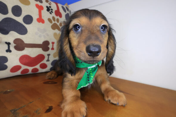 Whiskey Dachshund 01