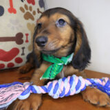 Whiskey Dachshund 03