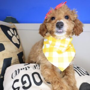 Willow Goldendoodle 01 Willow Goldendoodle 01