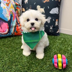 Windy Havachon 01 Windy Havachon 01