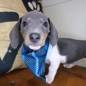 Xylo Dachshund 01 Xylo Dachshund 01