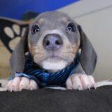 Xylo Dachshund 02