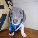 Xylo Dachshund 03