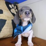 Xylo Dachshund 04