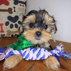 Yang Shorkie 01 Yang Shorkie 01