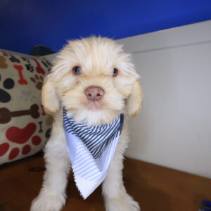 Yapper Cockapoo 01 Yapper Cockapoo 01