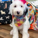 Yara Sheepadoodle 01