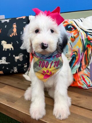 Yara Sheepadoodle 01