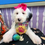 Yara Sheepadoodle 02