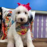 Yara Sheepadoodle 03