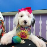 Yara Sheepadoodle 04
